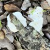 Trametes gibbosa